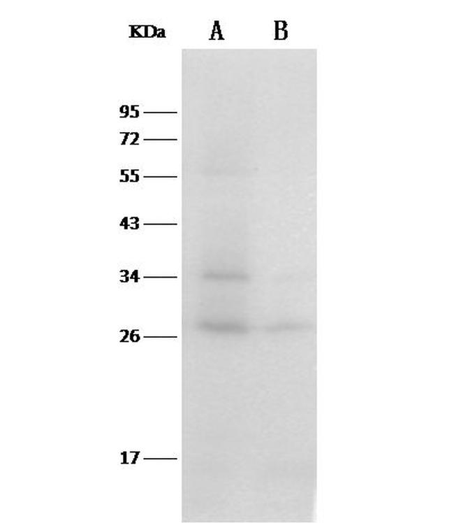 Thioredoxin 1 Antibody in Western Blot (WB)