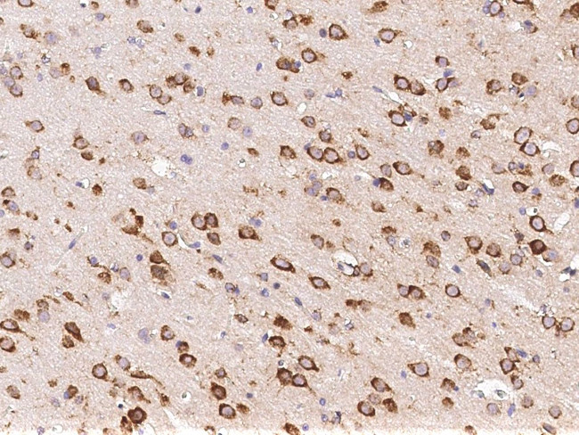 NXPH1 Antibody in Immunohistochemistry (Paraffin) (IHC (P))