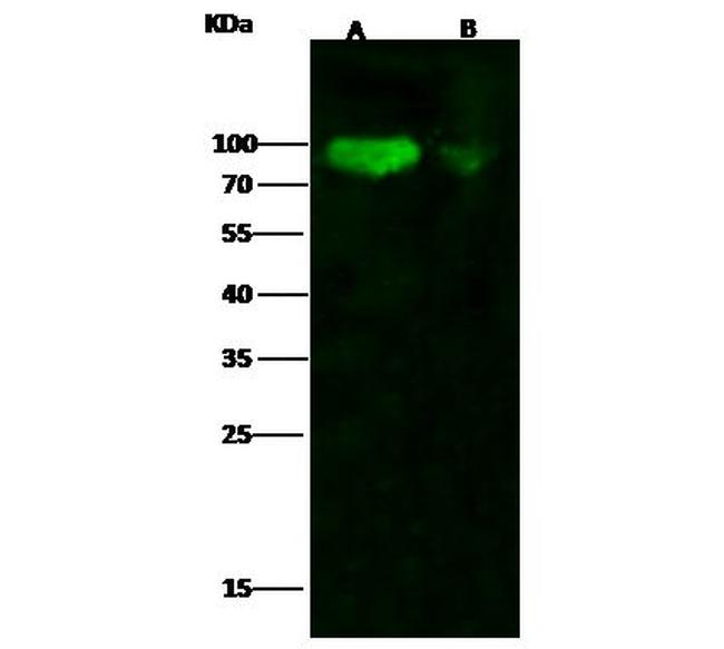 Influenza H1N1 HA (A/California/04/2009) Antibody in Western Blot (WB)