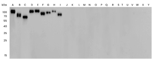 Influenza A H3N2 HA Antibody in Western Blot (WB)