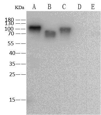 Influenza A H3N2 HA Antibody in Western Blot (WB)