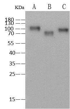 Influenza A H3N2 HA Antibody in Western Blot (WB)