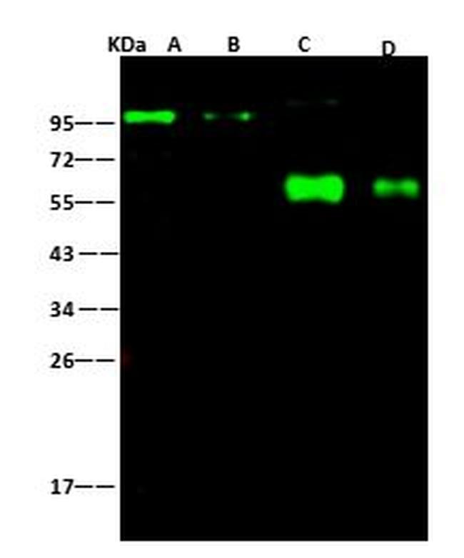 Swine Influenza H1N1 NA (strain Swine Flu 2009) Antibody in Western Blot (WB)