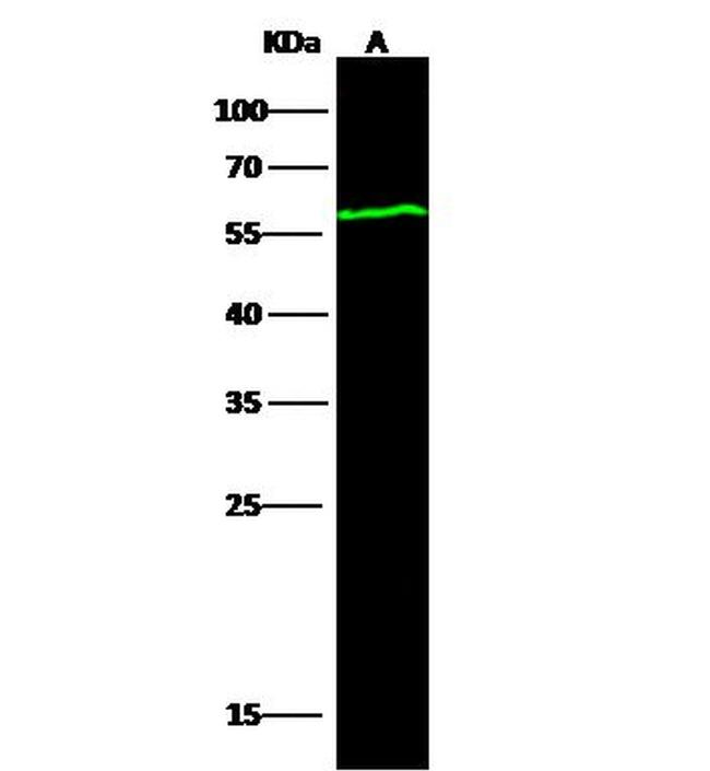 Influenza A NP Antibody in Western Blot (WB)