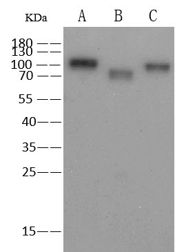 Influenza A H1N1 HA Antibody in Western Blot (WB)