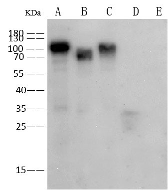 Influenza A H1N1 HA Antibody in Western Blot (WB)