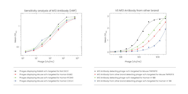 M13 Phage coat protein Antibody in ELISA (ELISA)