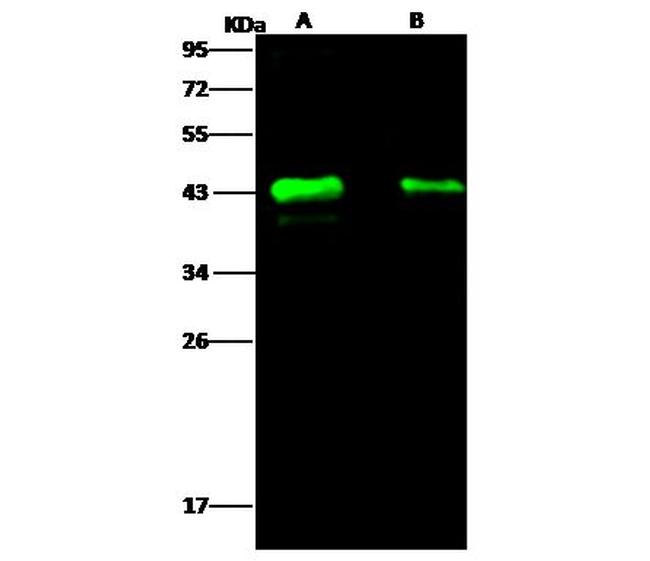 Ebola Virus VP40 (subtype Zaire, strain H.sapiens-wt/GIN/2014/Kissidougou-C15) Antibody in Western Blot (WB)