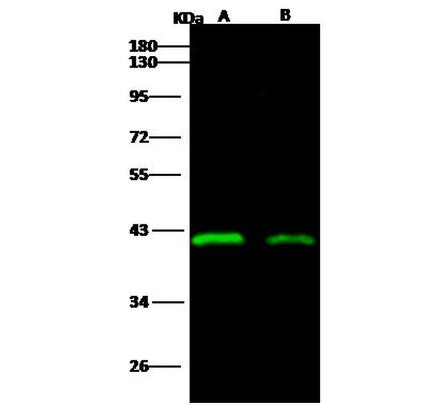 Ebola Virus VP40 (subtype Sudan, strain Gulu) Antibody in Western Blot (WB)