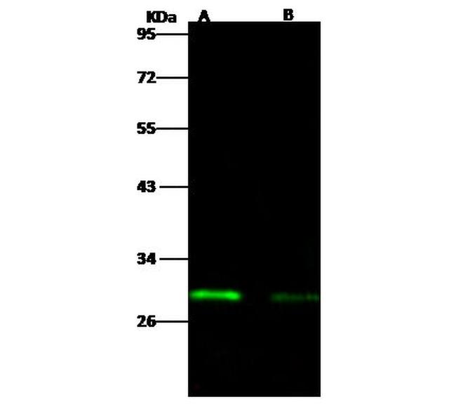 Ebola Virus VP24 (subtype Bundibugyo, strain Uganda 2007) Antibody in Western Blot (WB)