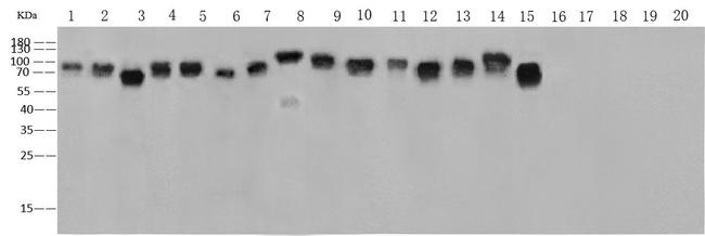 Influenza A HA Antibody in Western Blot (WB)