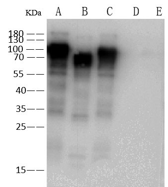 Influenza A HA Antibody in Western Blot (WB)