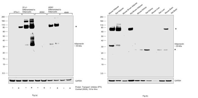 Adiponectin Antibody in Western Blot (WB)