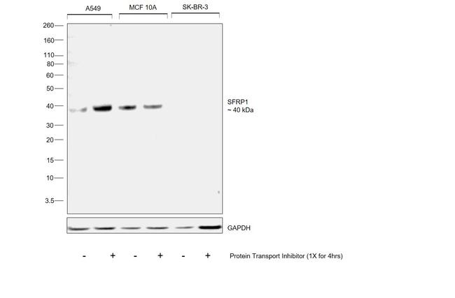 SFRP1 Antibody in Western Blot (WB)