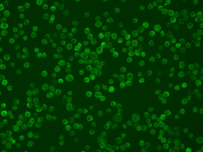 TNFRSF14 Antibody in Immunocytochemistry (ICC/IF)