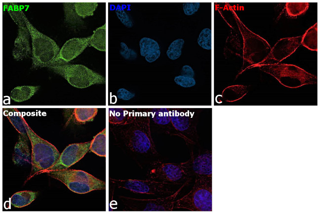 FABP7 Antibody in Immunocytochemistry (ICC/IF)