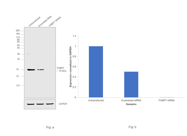 FABP7 Antibody