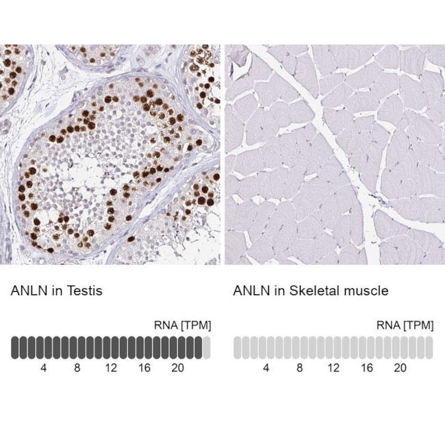 Anillin Antibody