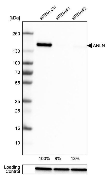 Anillin Antibody