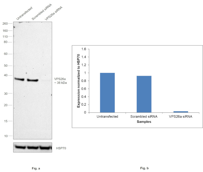 VPS26A Antibody