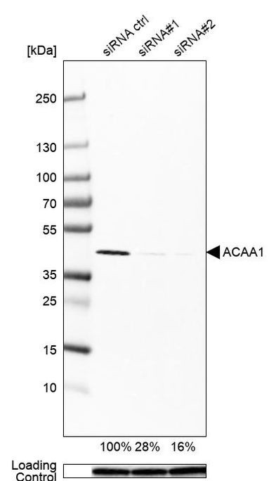 ACAA1 Antibody