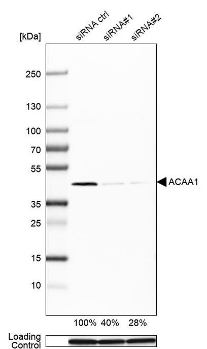 ACAA1 Antibody