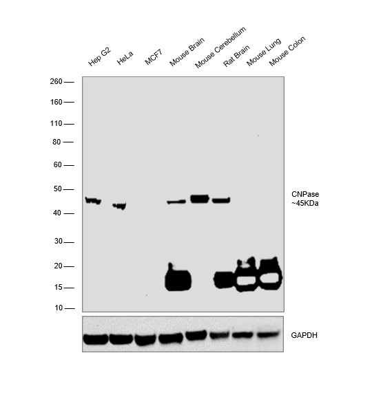 CNPase Antibody