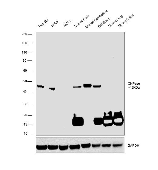 CNPase Antibody in Western Blot (WB)