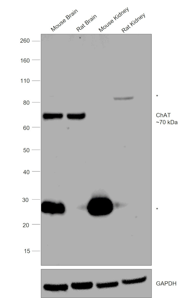 ChAT Antibody