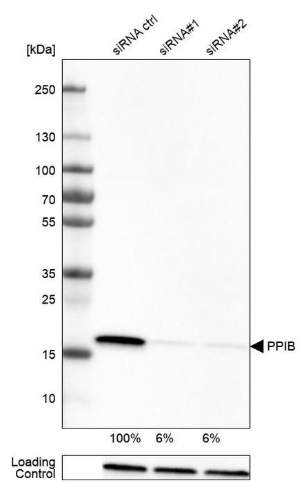 Cyclophilin B Antibody