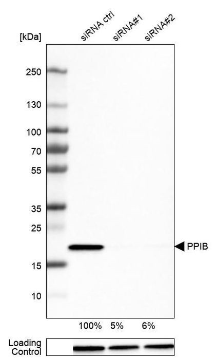 Cyclophilin B Antibody