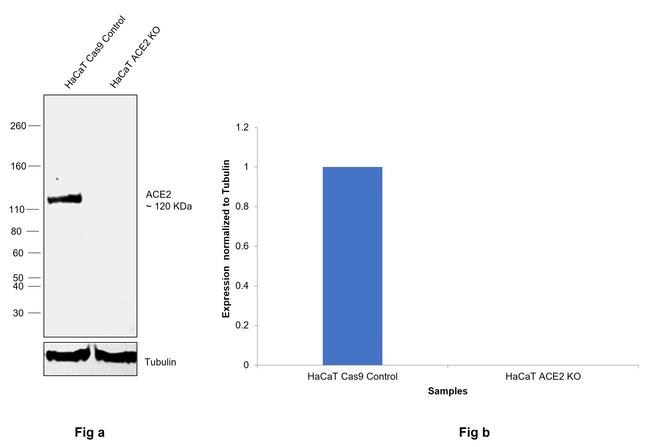 ACE2 Antibody in Western Blot (WB)