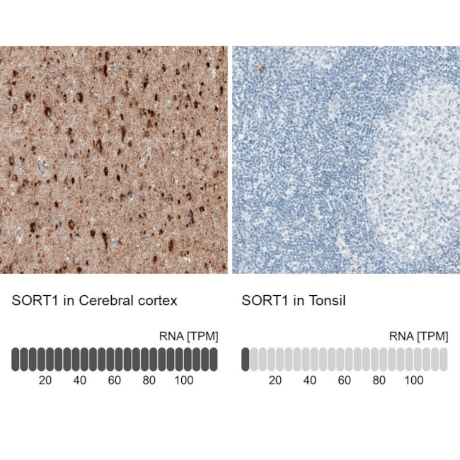 Sortilin Antibody