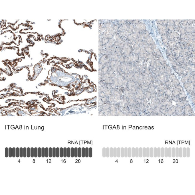 ITGA8 Antibody