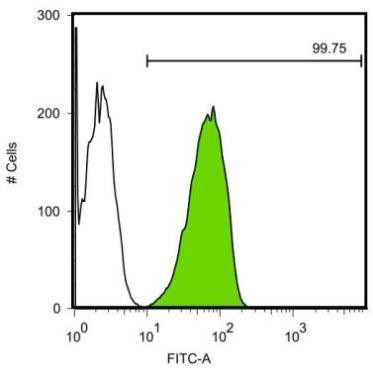 SOX2 Antibody in Flow Cytometry (Flow)