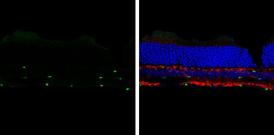 SOX2 Antibody in Immunohistochemistry (Frozen) (IHC (F))