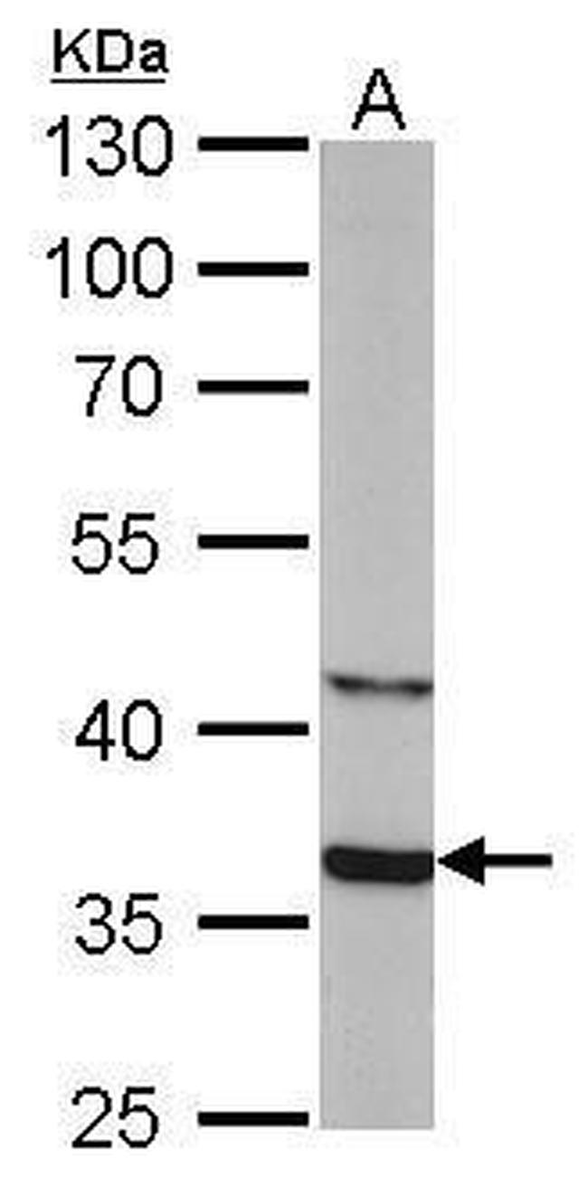 SOX2 Antibody in Western Blot (WB)