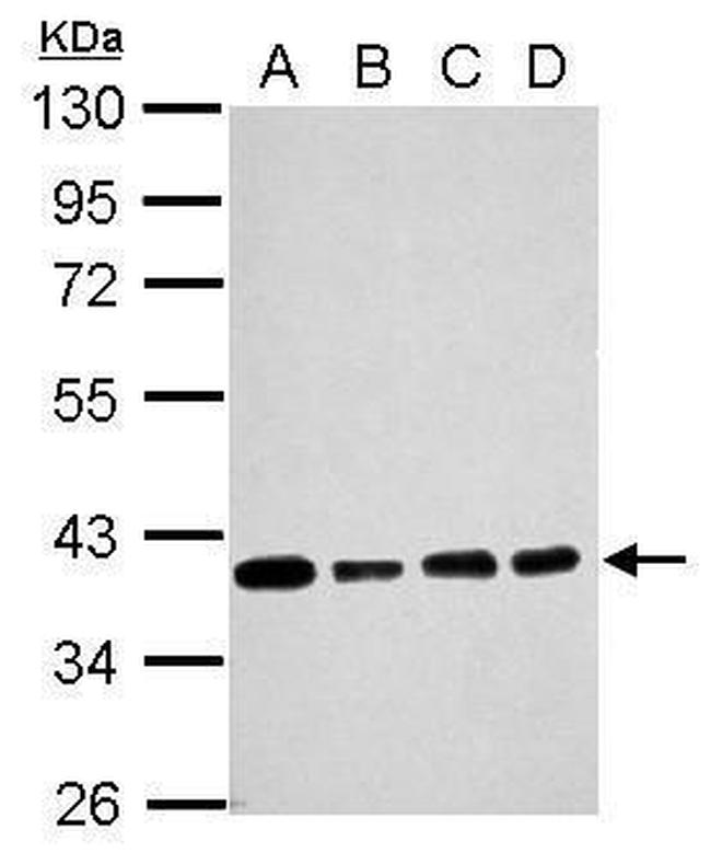 SOX2 Antibody in Western Blot (WB)