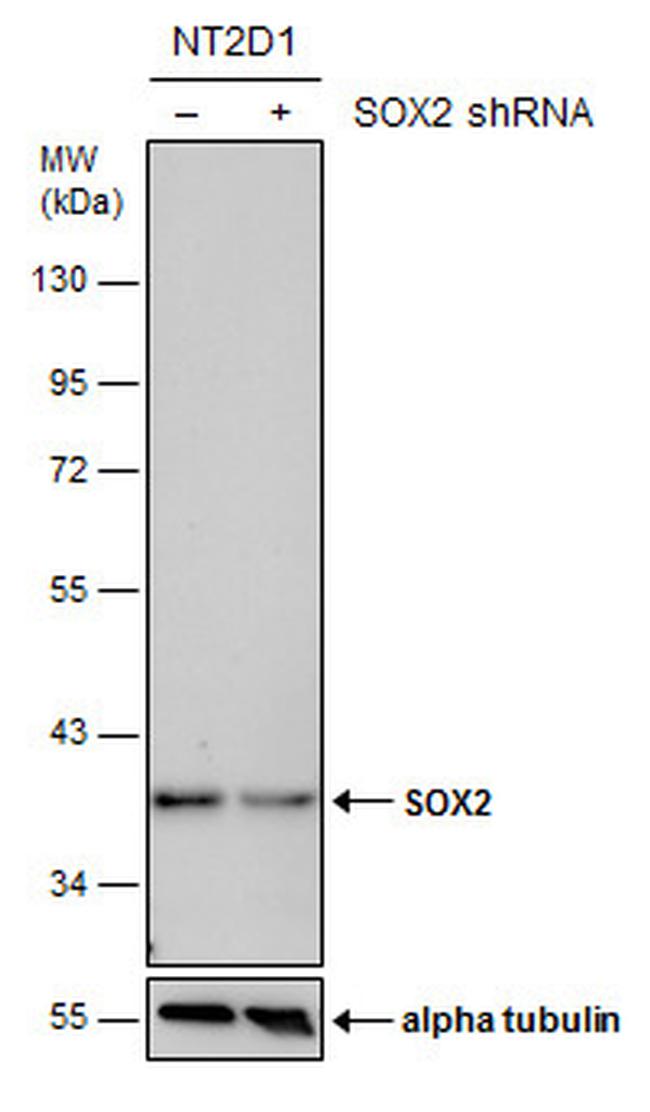 SOX2 Antibody in Western Blot (WB)