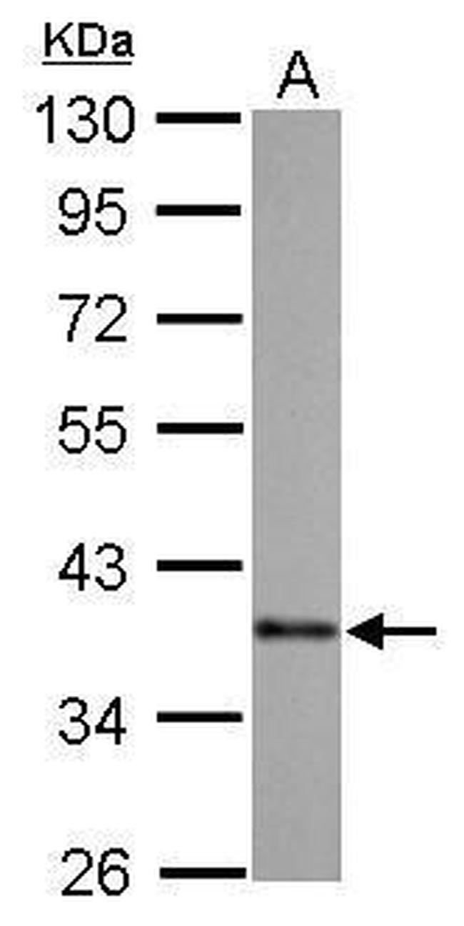 SOX2 Antibody in Western Blot (WB)