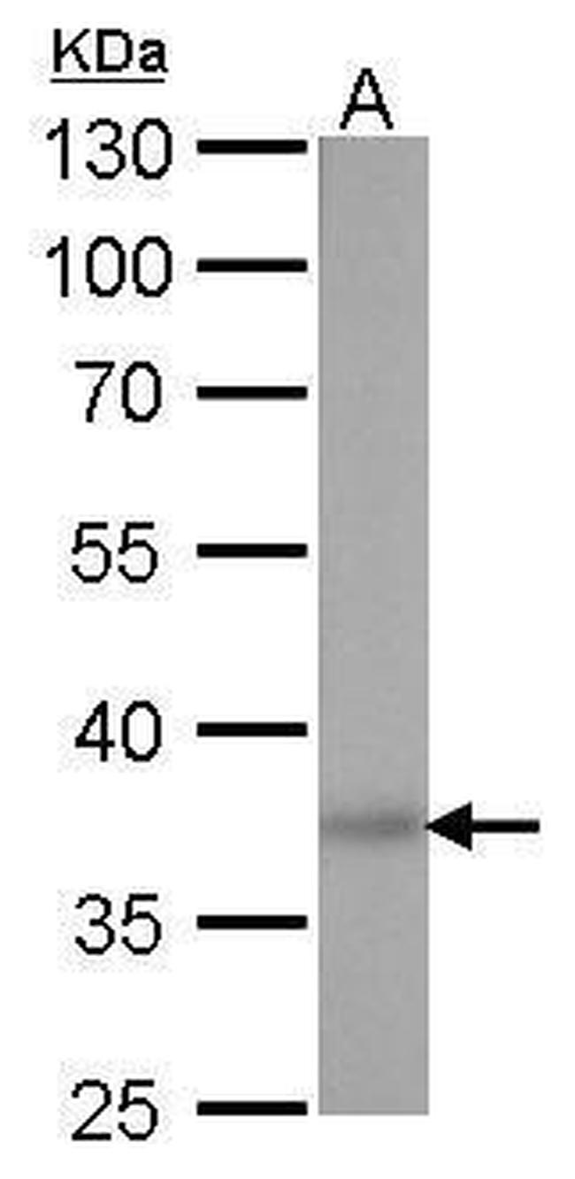 SOX2 Antibody in Western Blot (WB)