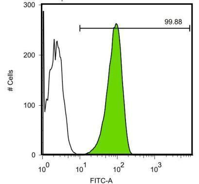 OCT4 Antibody in Flow Cytometry (Flow)