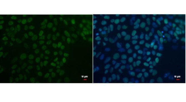 OCT4 Antibody in Immunocytochemistry (ICC/IF)