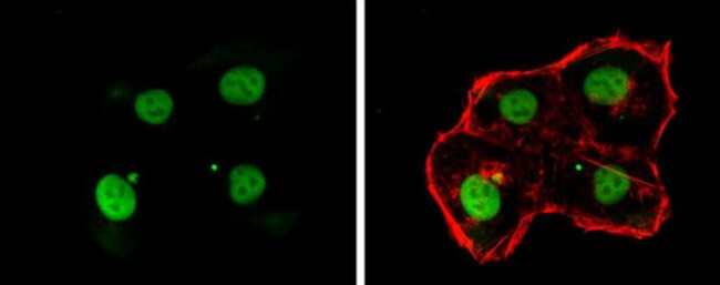 OCT4 Antibody in Immunocytochemistry (ICC/IF)