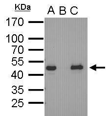 OCT4 Antibody in Immunoprecipitation (IP)