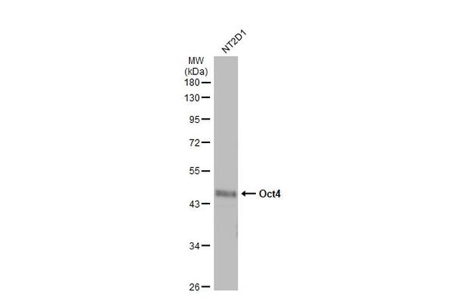 OCT4 Antibody in Western Blot (WB)