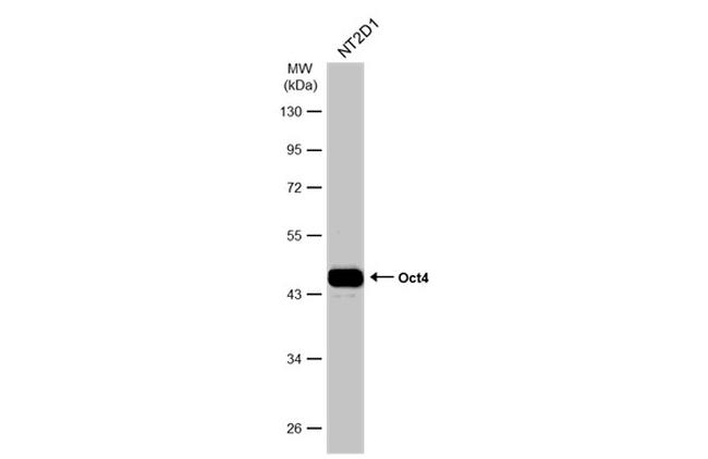 OCT4 Antibody in Western Blot (WB)