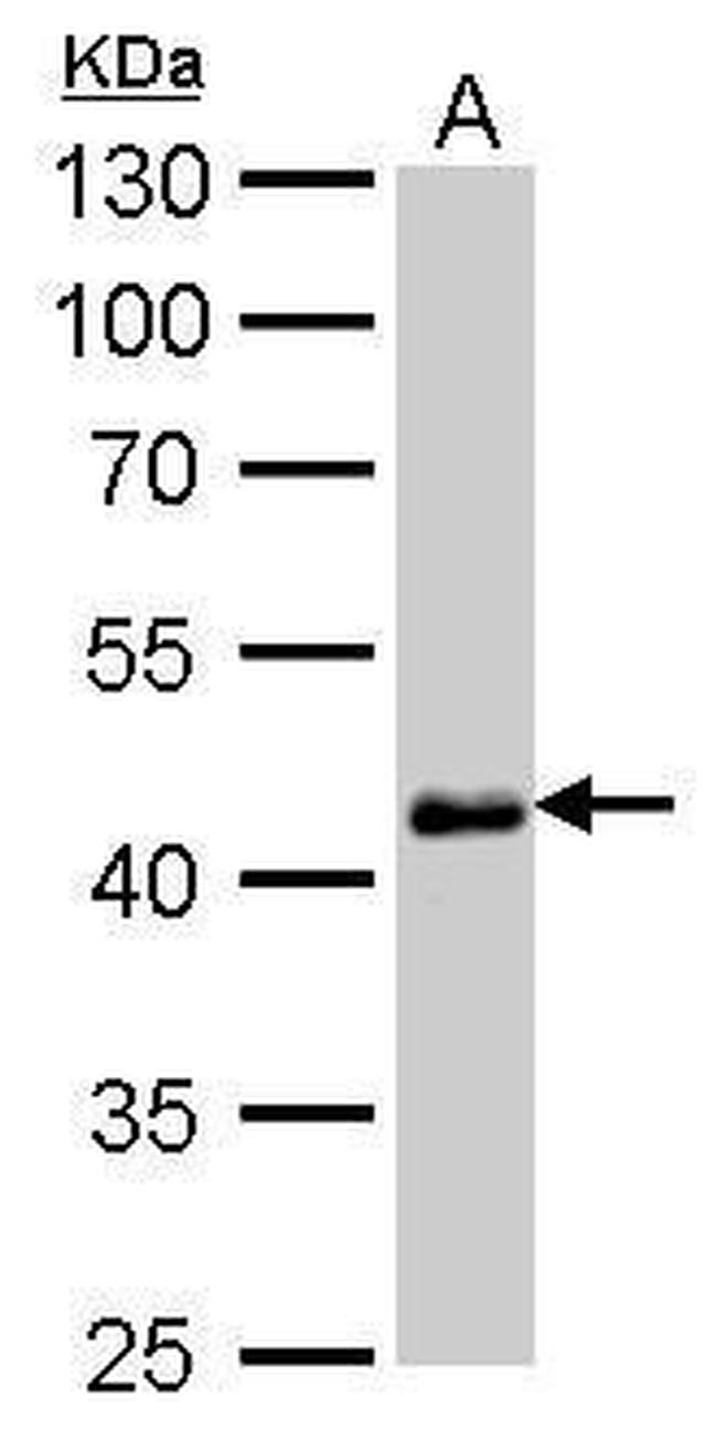 OCT4 Antibody in Western Blot (WB)