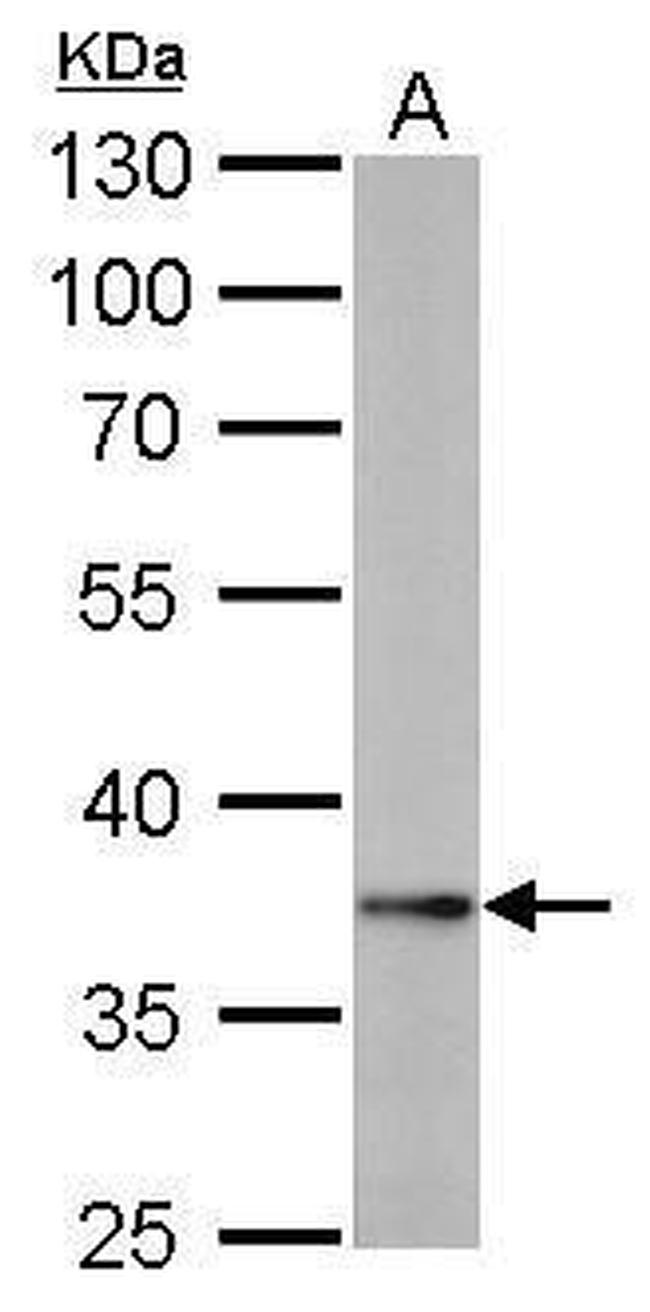 Nanog Antibody in Western Blot (WB)