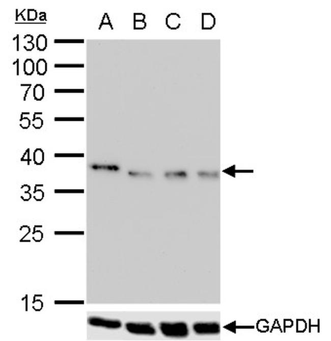 Nanog Antibody in Western Blot (WB)